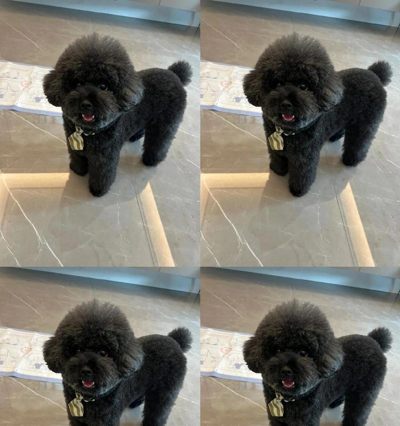 如何合理喂养泰迪幼犬，防止过度肥胖（八分饱饮食控制的重要性及喂食技巧）(图3)