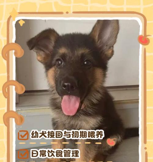 幼犬喂养手册（了解幼犬的饮食需求和适宜食物，让你的小狗健康成长）(图3)