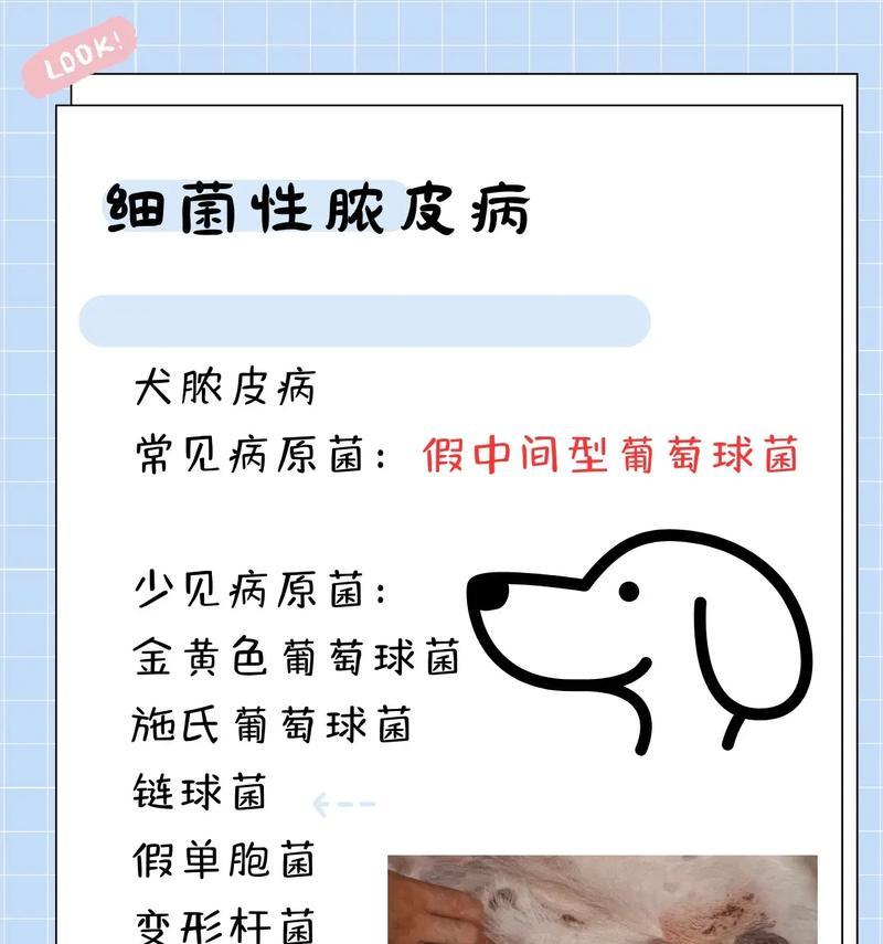 泰迪脓皮症的治疗及预后时间（了解泰迪脓皮症的康复进程和期望）(图1)