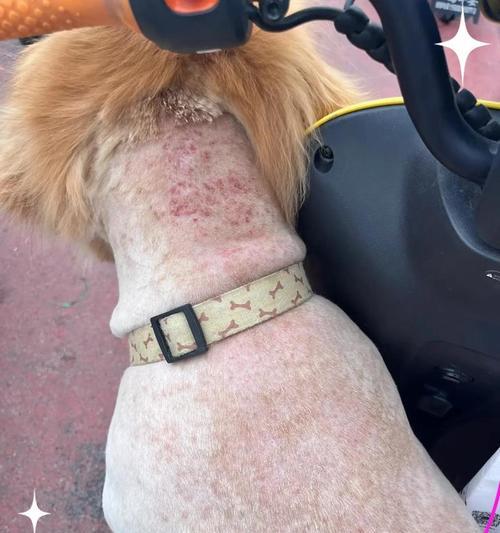 泰迪脓皮症的治疗及预后时间（了解泰迪脓皮症的康复进程和期望）(图3)