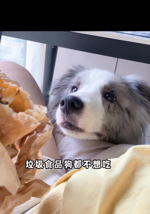 为什么狗不能吃人？（探究狗不能吃人的原因及影响）(图2)