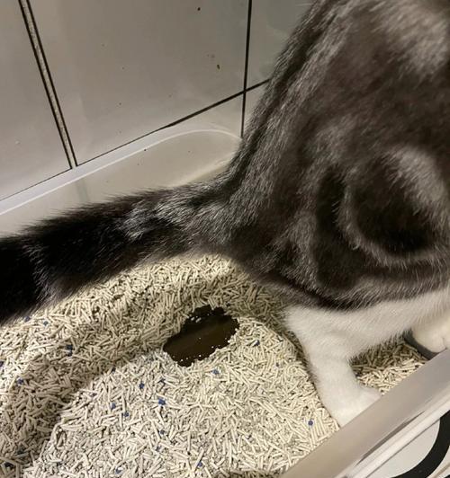 小猫拉稀的原因及治疗方法（了解小猫拉稀的常见原因和正确治疗方法）(图2)