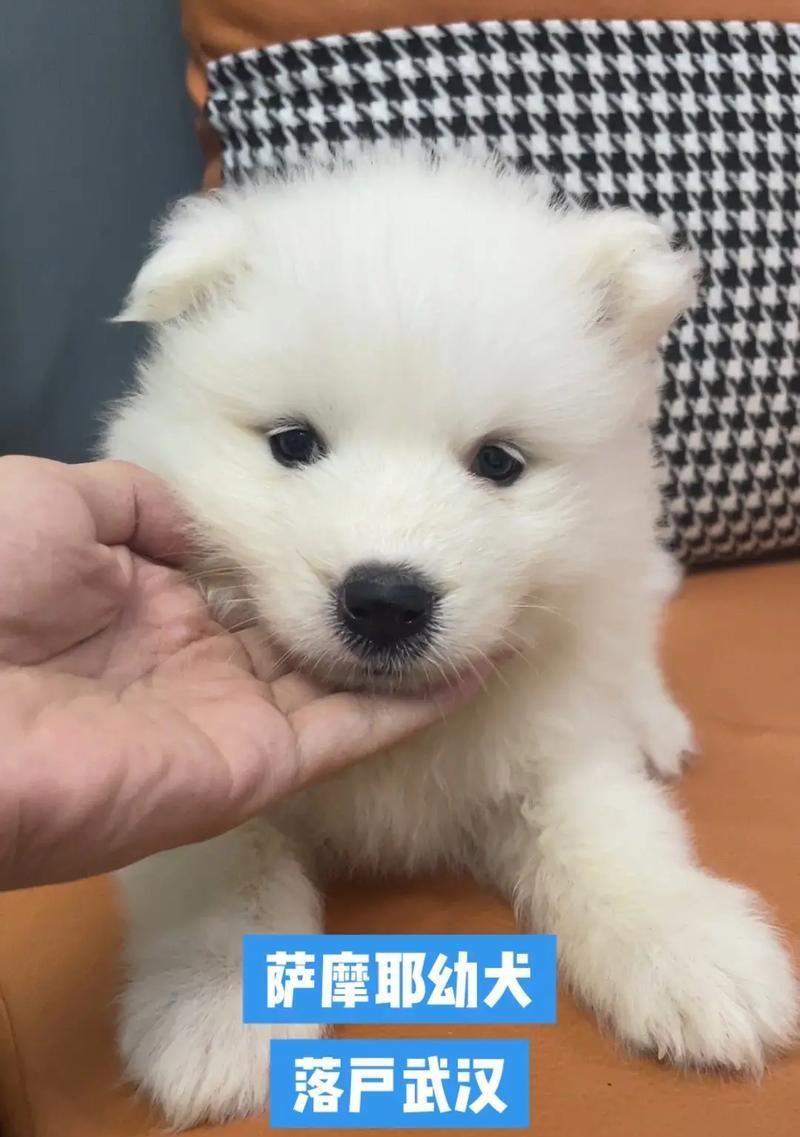 萨摩耶幼犬的疫苗接种指南（打针时间表及必备疫苗种类）(图2)