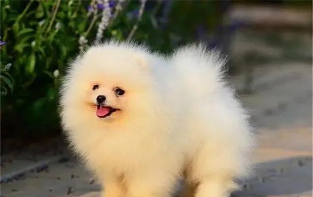 狗狗适合与哪些小宠物为主题写的文章（狗狗与小宠物相处的最佳伙伴选择）(图2)