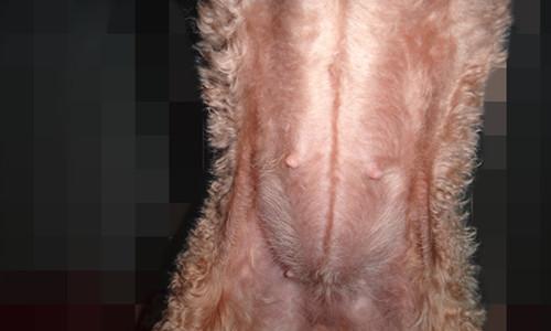 狗怀孕40天需要饮食搭配，关注健康成长（为宝宝提供全面营养，增强免疫力）(图2)