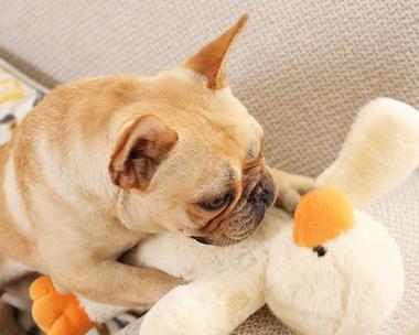 狗狗适合与哪些小宠物为主题写的文章（狗狗与小宠物相处的最佳伙伴选择）(图1)