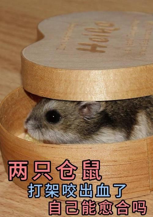 仓鼠为什么会咬同伴？（探索仓鼠咬同伴的原因及行为解读）(图1)