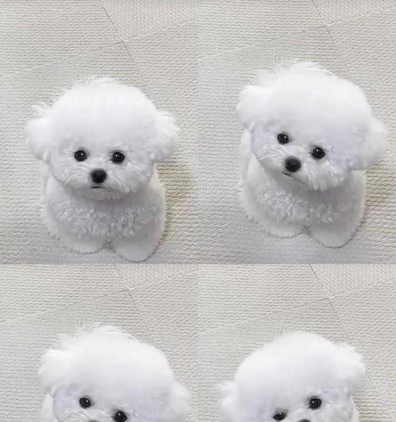 比熊犬驱虫的最佳时间选择（保护宠物健康，合理安排驱虫计划）(图1)