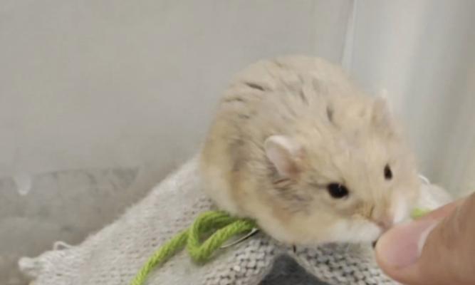 仓鼠为什么会咬同伴？（探索仓鼠咬同伴的原因及行为解读）(图2)