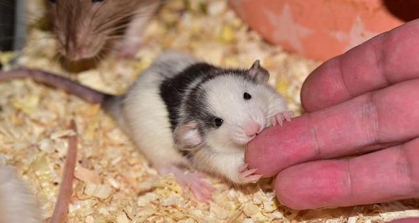 仓鼠为什么会咬同伴？（探索仓鼠咬同伴的原因及行为解读）(图3)