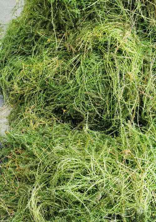 吊类饲养中以什么藻为主要饲料？（选择合适的藻类对吊类饲养有何影响？）(图3)