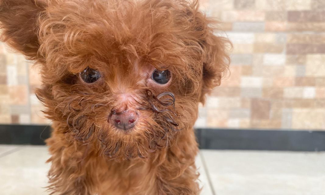 三个月泰迪的饮食（营养均衡的狗粮之外，给泰迪宝宝提供更多美味的选择）(图3)