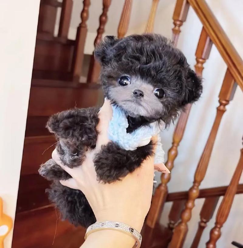 三个月泰迪的饮食（营养均衡的狗粮之外，给