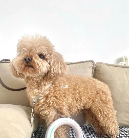 如何不怕狗的秘诀（以带什么可以让你轻松应对可爱的汪星人）(图1)