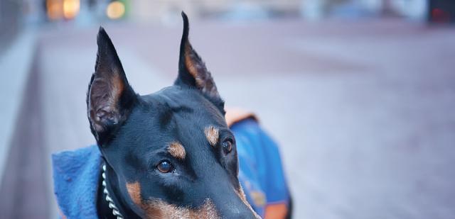 如何不怕狗的秘诀（以带什么可以让你轻松应对可爱的汪星人）(图2)