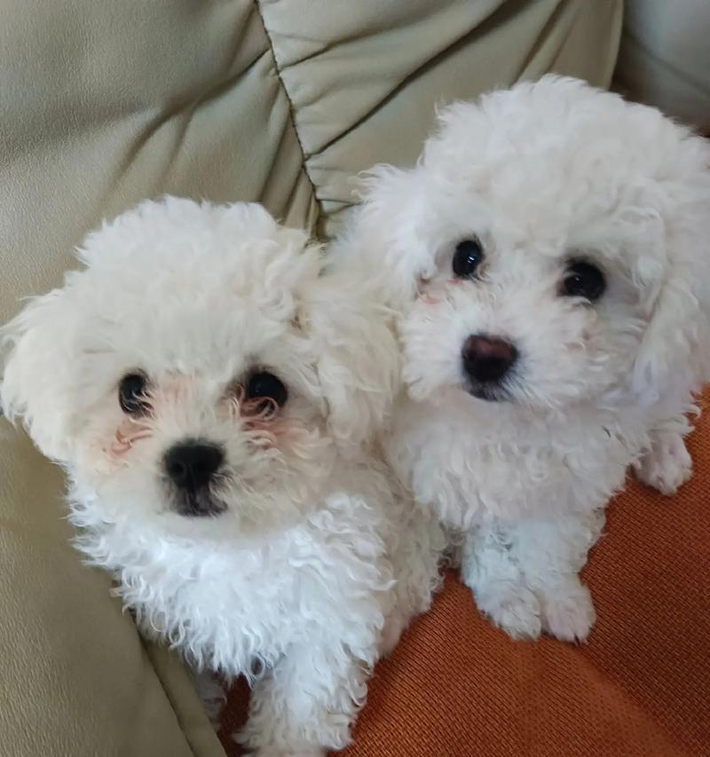 2个月的比熊宝宝喂养秘籍（科学喂养让宝宝健康成长）(图2)