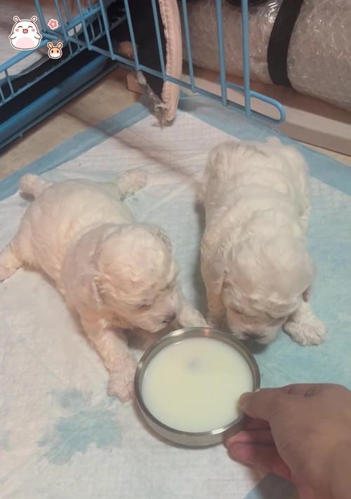 2个月的比熊宝宝喂养秘籍（科学喂养让宝宝健康成长）(图3)