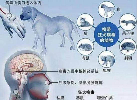 狗传染给人的常见疾病(探索人与狗之间可能的健康风险)(图1) 狗传染给人的常见疾病(探索人与狗之间可能的健康风险)(图1)