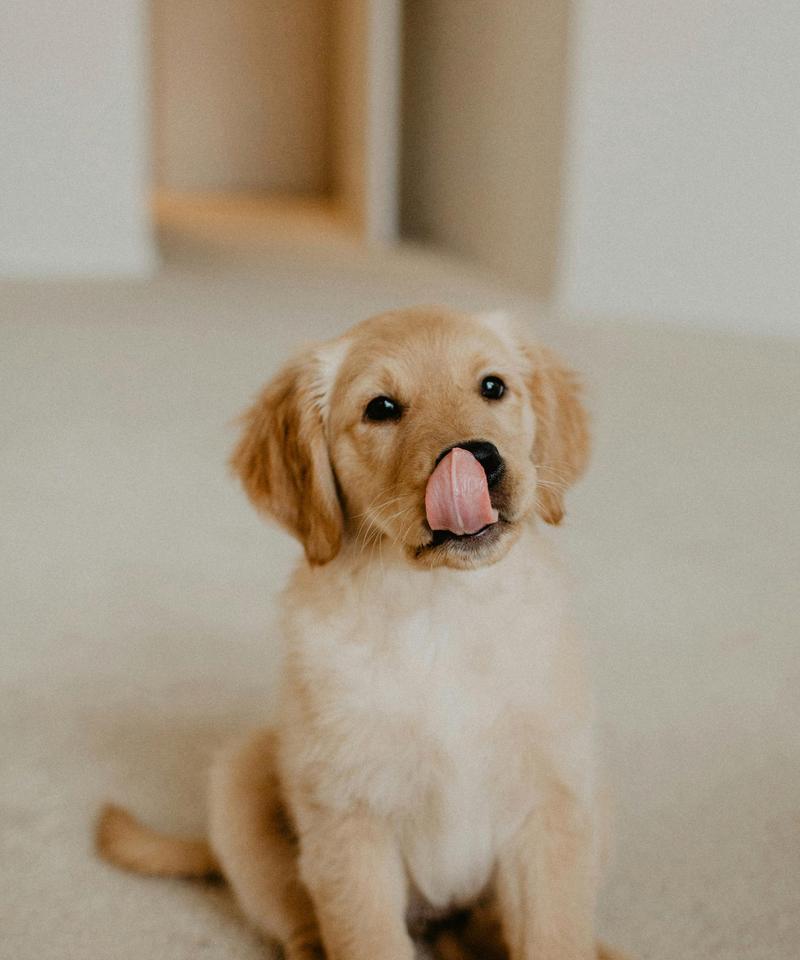 狗传染给人的常见疾病(探索人与狗之间可能的健康风险)(图2) 狗传染给人的常见疾病(探索人与狗之间可能的健康风险)(图2)