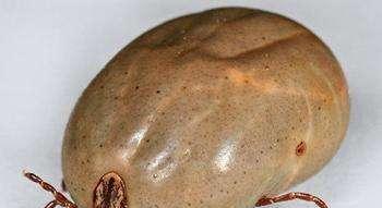 祛除狗豆子的药物选择（选择正确药物，让你的宠物摆脱狗豆子困扰）(图3)