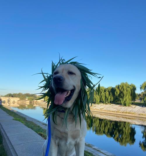 狗年龄之谜（解析狗年龄快速衰老的原因与影响）(图3)