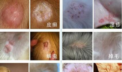 常见狗病分析(哪些品种的狗容易得病?)(图2) 常见狗病分析(哪些品种的狗容易得病?)(图2)