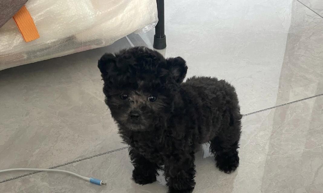 泰迪三个月大宝宝除吃狗粮还吃些什么好?(营养均衡,宝宝健康成长)(图1) 泰迪三个月大宝宝除吃狗粮还吃些什么好?(营养均衡,宝宝健康成长)(图1)