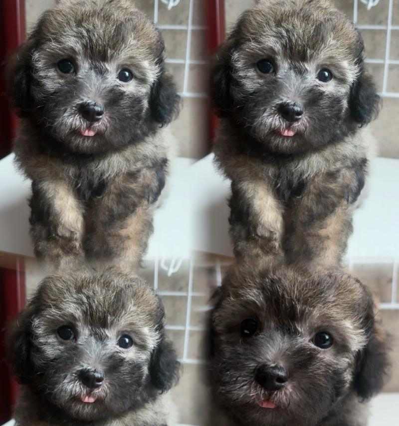 泰迪三个月大宝宝除吃狗粮还吃些什么好?(营养均衡,宝宝健康成长)(图2) 泰迪三个月大宝宝除吃狗粮还吃些什么好?(营养均衡,宝宝健康成长)(图2)