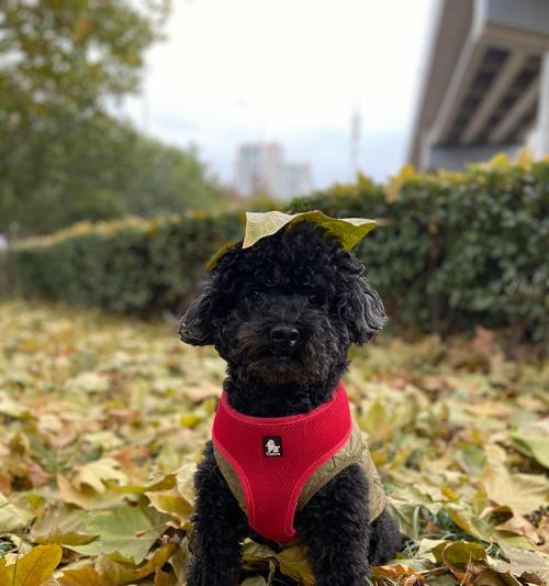 泰迪三个月大宝宝除吃狗粮还吃些什么好?(营养均衡,宝宝健康成长)(图3) 泰迪三个月大宝宝除吃狗粮还吃些什么好?(营养均衡,宝宝健康成长)(图3)