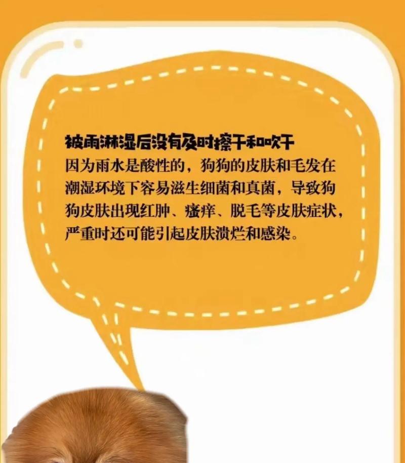 治疗狗狗真菌皮肤病的饮食指南（探索营养与天然食品，有效缓解狗狗真菌皮肤病）(图3)