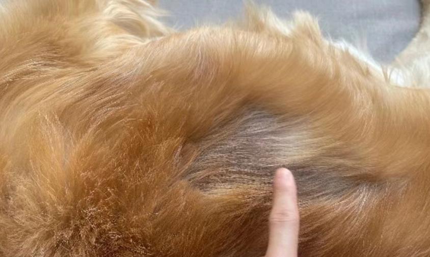 治疗狗狗真菌皮肤病的饮食指南（探索营养与天然食品，有效缓解狗狗真菌皮肤病）(图1)