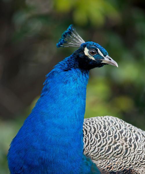 孔雀的美丽外形(揭秘孔雀的魅力与独特之处)(图2) 孔雀的美丽外形(揭秘孔雀的魅力与独特之处)(图2)