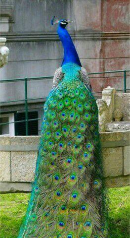 孔雀的美丽外形(揭秘孔雀的魅力与独特之处)(图3) 孔雀的美丽外形(揭秘孔雀的魅力与独特之处)(图3)