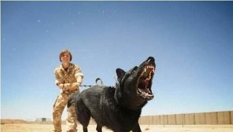 小狗咬人的原因解析（探究小狗咬人的动机和行为模式）(图2)