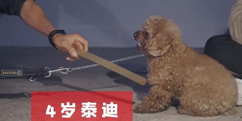 小狗咬人的原因解析（探究小狗咬人的动机和行为模式）(图1)