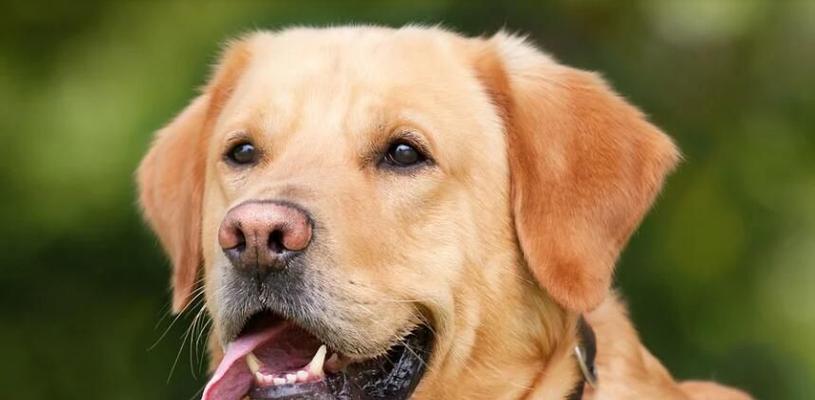 泰迪宝宝的健康饮食(为宠物泰迪提供营养丰富的水果,让它快乐成长)(图2) 泰迪宝宝的健康饮食(为宠物泰迪提供营养丰富的水果,让它快乐成长)(图2)