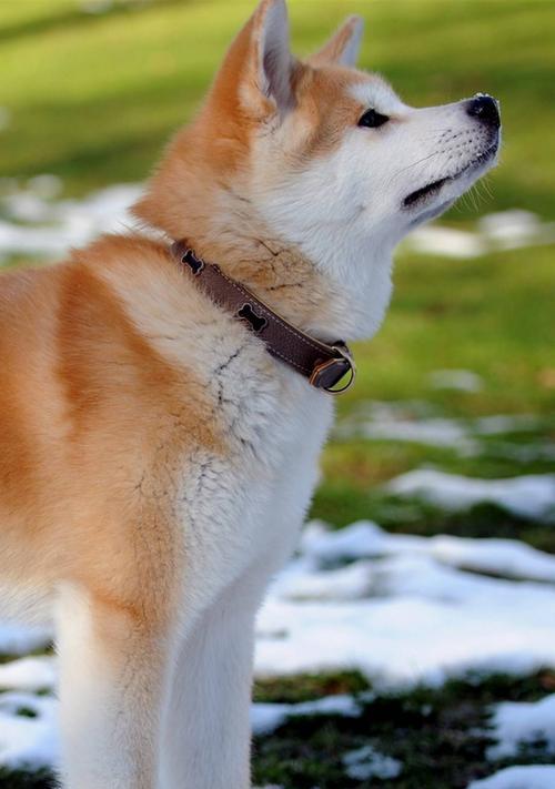 探寻秋田母犬的理想毛色（以2017秋田母犬为例，解析毛色选择的关键）(图2)