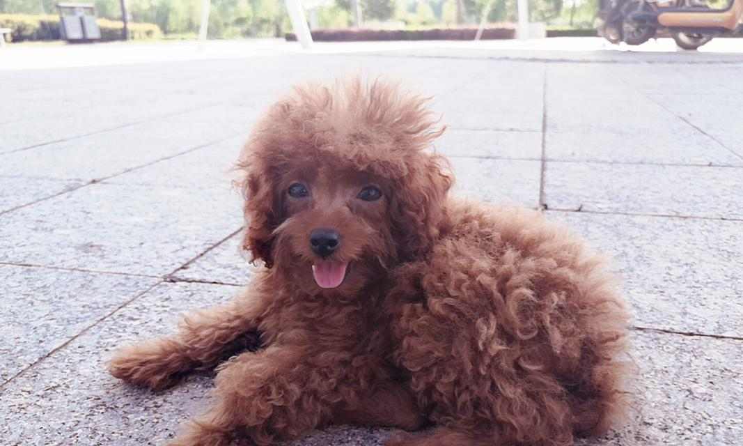 泰迪宝宝的健康饮食(为宠物泰迪提供营养丰富的水果,让它快乐成长)(图1) 泰迪宝宝的健康饮食(为宠物泰迪提供营养丰富的水果,让它快乐成长)(图1)