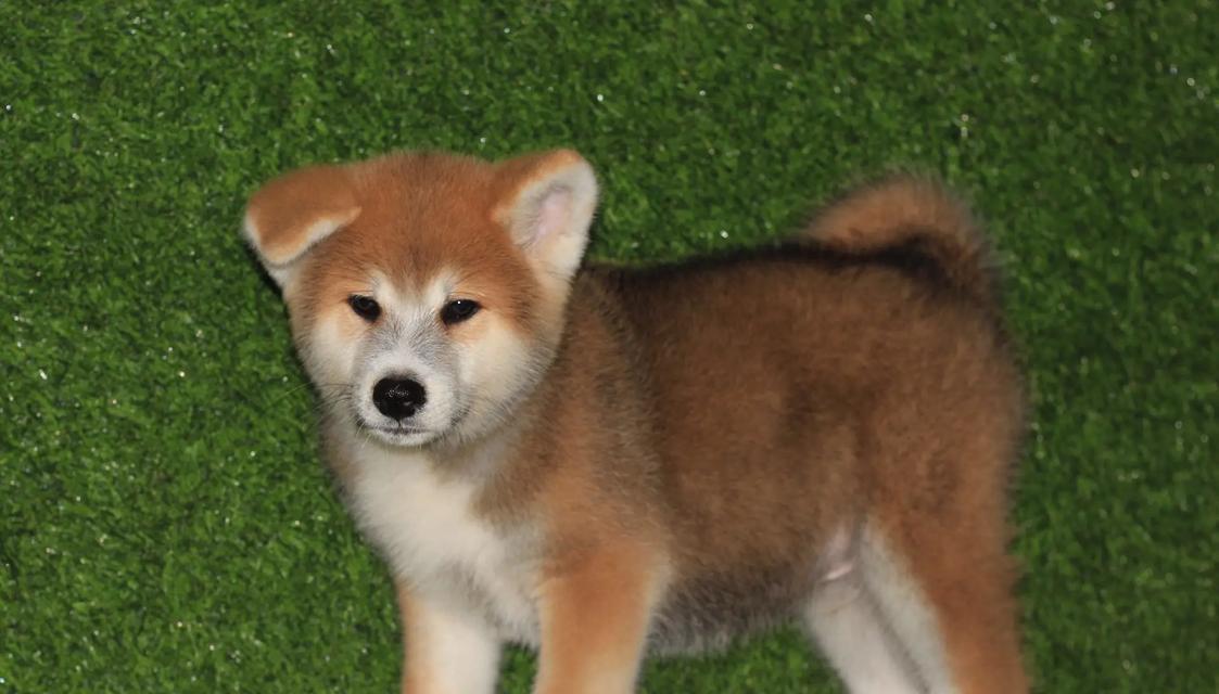 探寻秋田母犬的理想毛色（以2017秋田母犬为例，解析毛色选择的关键）(图1)