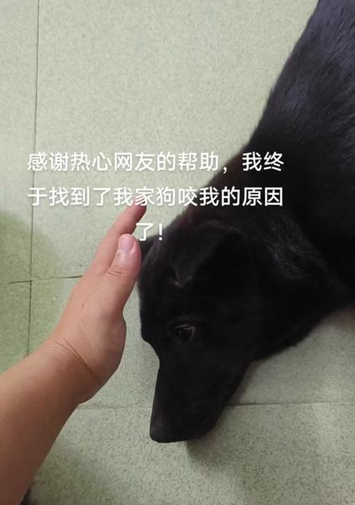 小狗咬人的原因解析（探究小狗咬人的动机和行为模式）(图3)