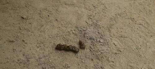 狗狗尿液的颜色对健康的影响（了解狗狗尿液颜色的重要性及其健康暗示）(图2)