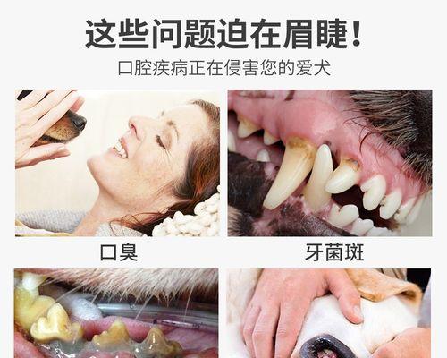 博美牙齿发黄还口臭的原因及解决方法（博美牙齿失去光泽，口气难闻的问题该如何解决？）(图3)