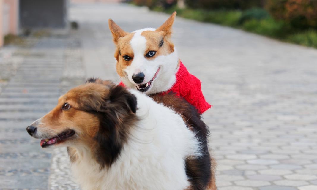 迷人的柯基犬——可爱与机智并存（探索柯基犬的独特魅力与智慧）(图3)