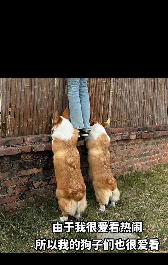 迷人的柯基犬——可爱与机智并存（探索柯基犬的独特魅力与智慧）(图1)