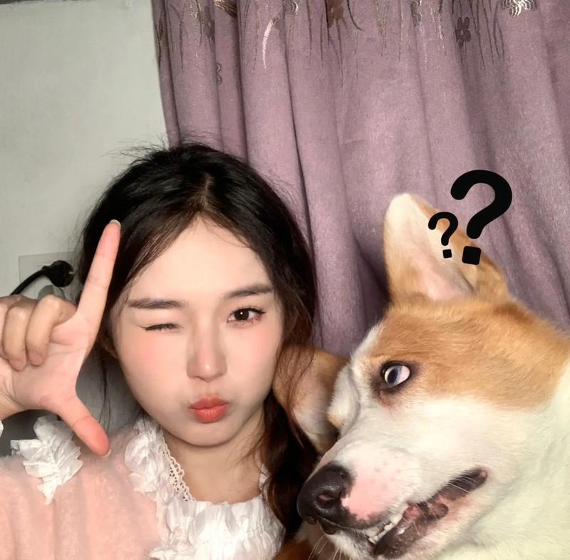 迷人的柯基犬——可爱与机智并存（探索柯基犬的独特魅力与智慧）(图2)