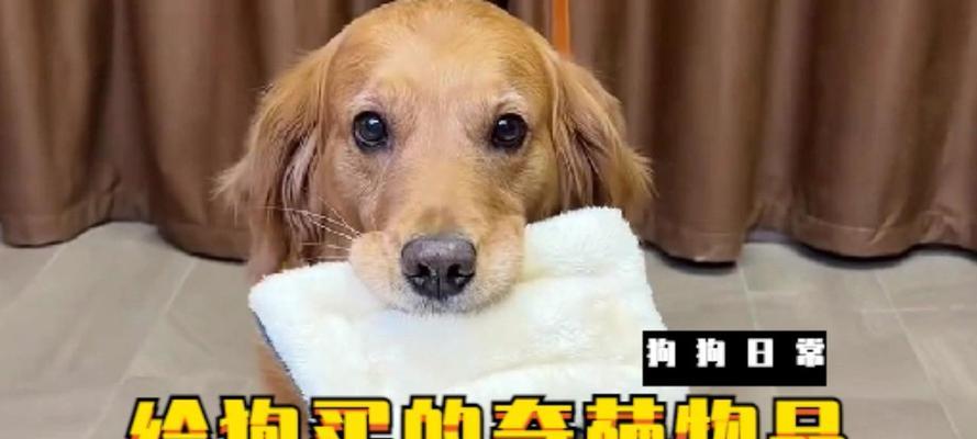 在什么时候买狗是最好的选择?(根据不同的需求,狗的购买时机也需谨慎选择)(图1) 在什么时候买狗是最好的选择?(根据不同的需求,狗的购买时机也需谨慎选择)(图1)