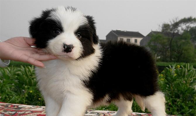 在什么时候买狗是最好的选择?(根据不同的需求,狗的购买时机也需谨慎选择)(图3) 在什么时候买狗是最好的选择?(根据不同的需求,狗的购买时机也需谨慎选择)(图3)